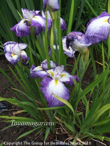 DSCF7411 - Toyamagarasu